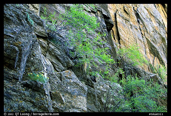 Side canyon wall, Long Draw. Black Canyon of the Gunnison National Park (color)