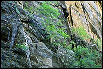 Side canyon wall. Black Canyon of the Gunnison National Park, Colorado, USA. (color)