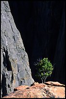 Tree on rim near Exclamation Point. Black Canyon of the Gunnison National Park, Colorado, USA.