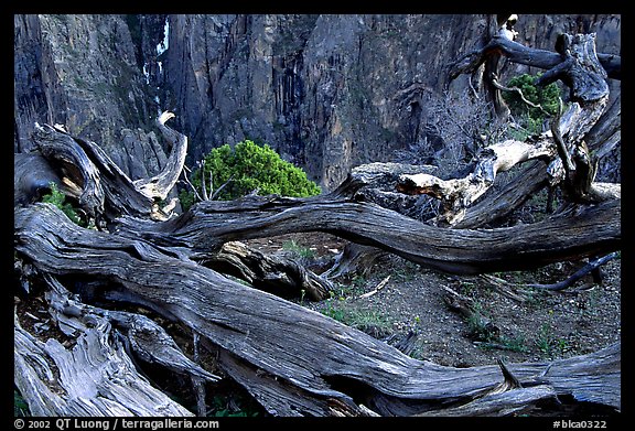 Gnarled trees on North rim. Black Canyon of the Gunnison National Park, Colorado, USA.