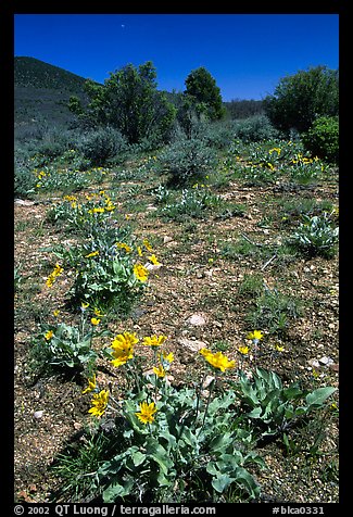 Wildflowers on mesa inclinado. Black Canyon of the Gunnison National Park (color)