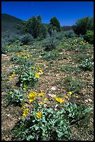 Wildflowers on mesa inclinado. Black Canyon of the Gunnison National Park, Colorado, USA. (color)