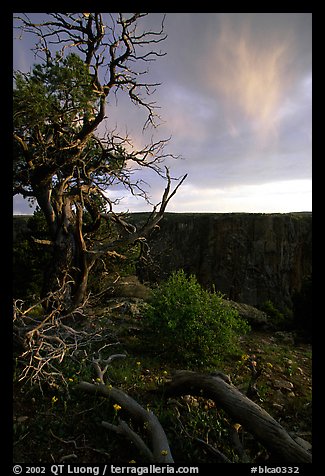 Juniper, sunset North Rim. Black Canyon of the Gunnison National Park, Colorado, USA.