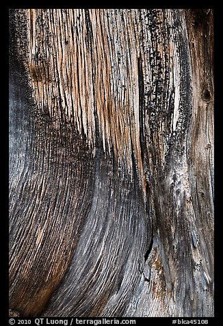 Juniper trunk close-up. Black Canyon of the Gunnison National Park, Colorado, USA.