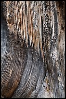 Juniper trunk close-up. Black Canyon of the Gunnison National Park, Colorado, USA.