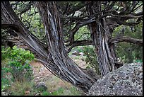 Juniper trees. Black Canyon of the Gunnison National Park, Colorado, USA.