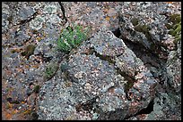 Gneiss and lichen. Black Canyon of the Gunnison National Park, Colorado, USA. (color)
