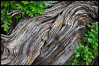 Gnarled root detail. Black Canyon of the Gunnison National Park ( color)