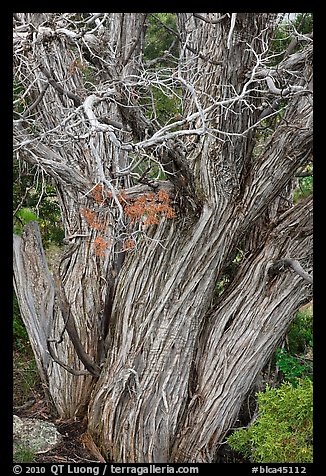 Textured juniper tree. Black Canyon of the Gunnison National Park (color)