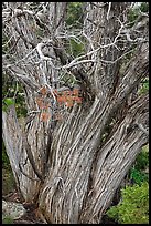 Textured juniper tree. Black Canyon of the Gunnison National Park ( color)