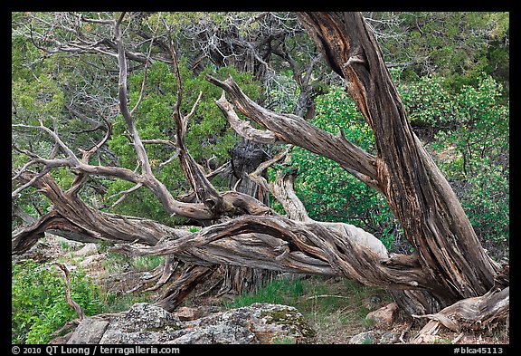 Twisted juniper trees. Black Canyon of the Gunnison National Park, Colorado, USA.