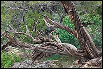 Twisted juniper trees. Black Canyon of the Gunnison National Park, Colorado, USA.