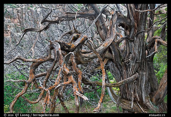 Twisted branches and tree. Black Canyon of the Gunnison National Park (color)