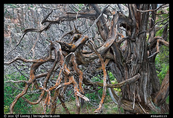 Twisted branches and tree. Black Canyon of the Gunnison National Park, Colorado, USA.