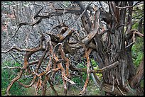 Twisted branches and tree. Black Canyon of the Gunnison National Park, Colorado, USA. (color)