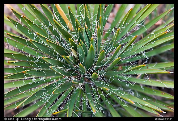 Sotol close-up. Black Canyon of the Gunnison National Park (color)