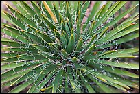 Sotol close-up. Black Canyon of the Gunnison National Park ( color)