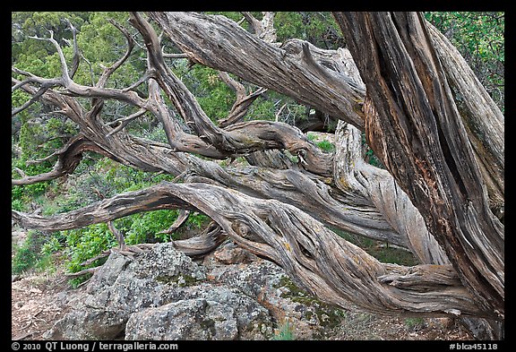 Twisted tree trunks. Black Canyon of the Gunnison National Park, Colorado, USA.