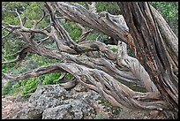 Twisted tree trunks. Black Canyon of the Gunnison National Park, Colorado, USA.