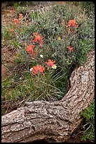 Fallen log and indian paintbrush. Black Canyon of the Gunnison National Park ( color)