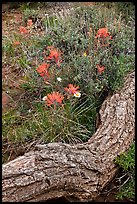 Fallen log and indian paintbrush. Black Canyon of the Gunnison National Park, Colorado, USA.