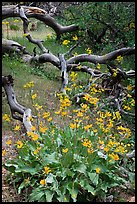 Flowers and fallen branches, High Point. Black Canyon of the Gunnison National Park, Colorado, USA. (color)