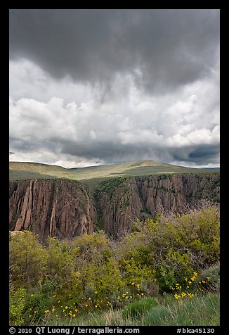 Flowers, canyon, and menacing clouds, Gunnison Point. Black Canyon of the Gunnison National Park (color)