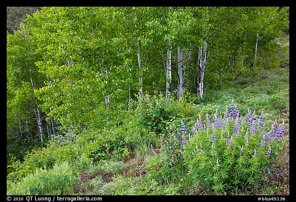 Lupine and aspen trees. Black Canyon of the Gunnison National Park, Colorado, USA.