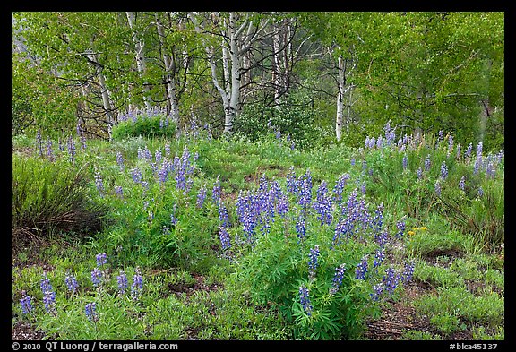 Spring flowers and forest. Black Canyon of the Gunnison National Park, Colorado, USA.