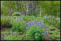 Spring flowers and forest. Black Canyon of the Gunnison National Park, Colorado, USA.