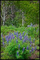 Lupine and aspens in the spring. Black Canyon of the Gunnison National Park, Colorado, USA. (color)