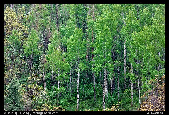 Aspens with spring new leaves. Black Canyon of the Gunnison National Park (color)