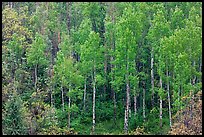 Aspens with spring new leaves. Black Canyon of the Gunnison National Park ( color)