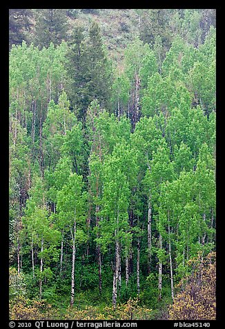 Spring green aspens on hillside. Black Canyon of the Gunnison National Park, Colorado, USA.