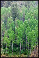 Spring green aspens on hillside. Black Canyon of the Gunnison National Park ( color)