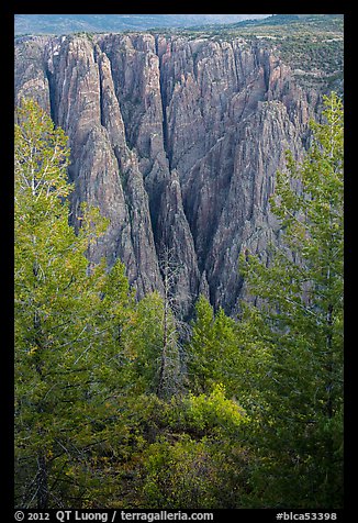 Trees and dikes across canyon. Black Canyon of the Gunnison National Park, Colorado, USA.