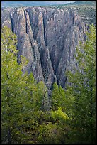 Trees and dikes across canyon. Black Canyon of the Gunnison National Park, Colorado, USA. (color)