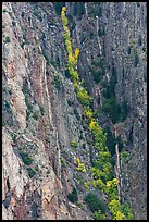 Trees in autumn color in steep gully. Black Canyon of the Gunnison National Park, Colorado, USA. (color)