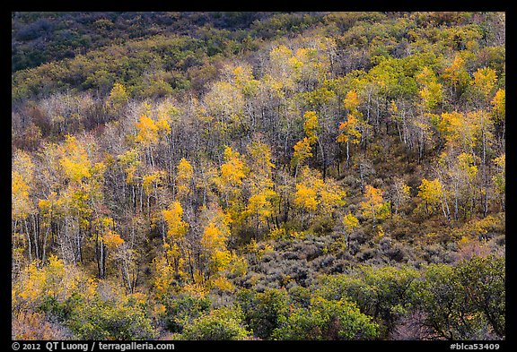 Aspen on hills in autumn, East Portal. Black Canyon of the Gunnison National Park, Colorado, USA.