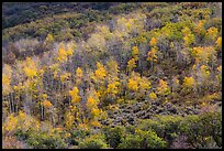 Aspen on hills in autumn, East Portal. Black Canyon of the Gunnison National Park ( color)