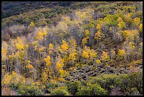 Aspen on hills in autumn, East Portal. Black Canyon of the Gunnison National Park, Colorado, USA.