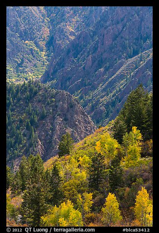 Trees in autumn foliage and canyon. Black Canyon of the Gunnison National Park, Colorado, USA.