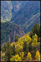Trees in autumn foliage and canyon. Black Canyon of the Gunnison National Park ( color)