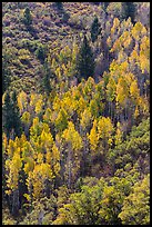 Yellow aspen on steep slope. Black Canyon of the Gunnison National Park, Colorado, USA.