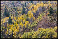 Slope with aspen in fall foliage. Black Canyon of the Gunnison National Park, Colorado, USA. (color)