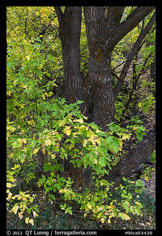 Trunk and leaves in autumn, East Portal. Black Canyon of the Gunnison National Park, Colorado, USA.