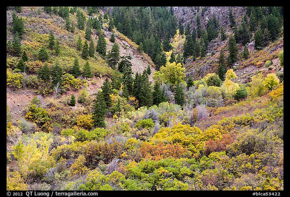 Shrubs in fall foliage and Douglas fir. Black Canyon of the Gunnison National Park, Colorado, USA.