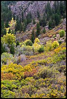 Slopes with Douglas fir and shrubs. Black Canyon of the Gunnison National Park, Colorado, USA. (color)
