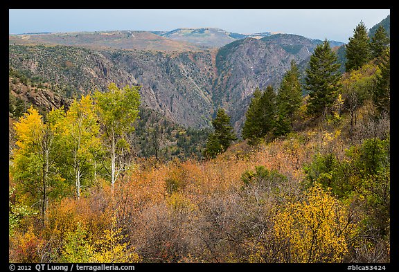 Shrubs and trees in fall color on canyon rim. Black Canyon of the Gunnison National Park (color)