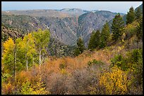 Shrubs and trees in fall color on canyon rim. Black Canyon of the Gunnison National Park, Colorado, USA. (color)